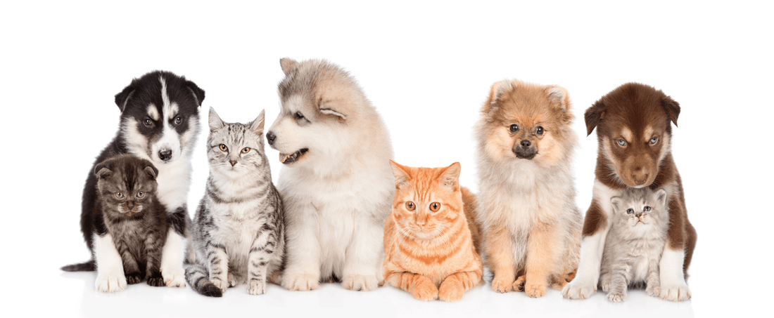 Cat and dog enjoy the soothing red light therapy, potentially experiencing pain relief, improved inflammation, and faster healing, as suggested by the blog title "Red Light Therapy for Pets.