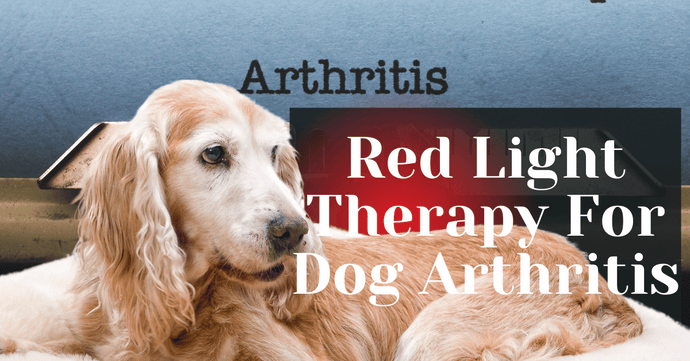 Red Light Therapy For Dog Arthritis