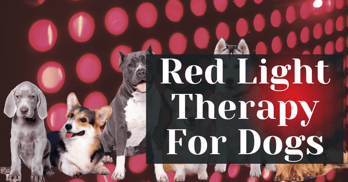 Red Light Therapy For Dogs