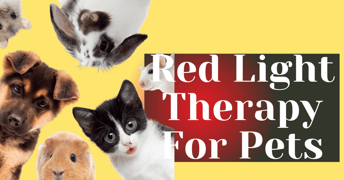 Red light therapy for pets