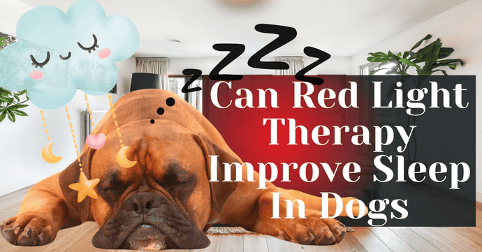 Can Red Light Therapy Improve Sleep In Dogs