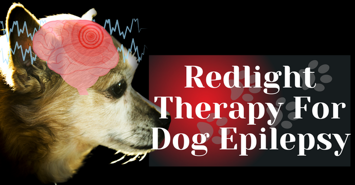 Red light Therapy For Dog Epilepsy