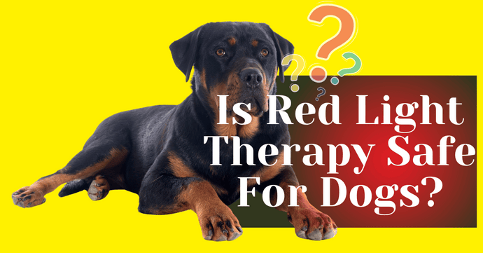 Is Red Light Therapy Safe For Dogs?
