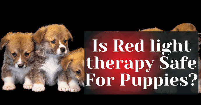 Is Red light therapy Safe For Puppies?