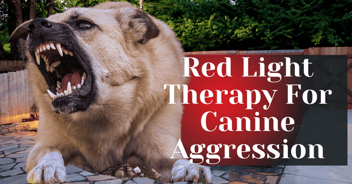 Red Light Therapy For Canine Aggression