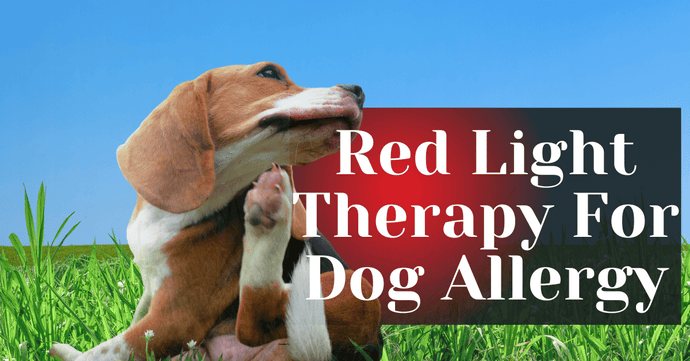 Red Light Therapy For Dog Allergy