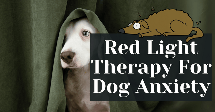 Red Light Therapy For Dog Anxiety