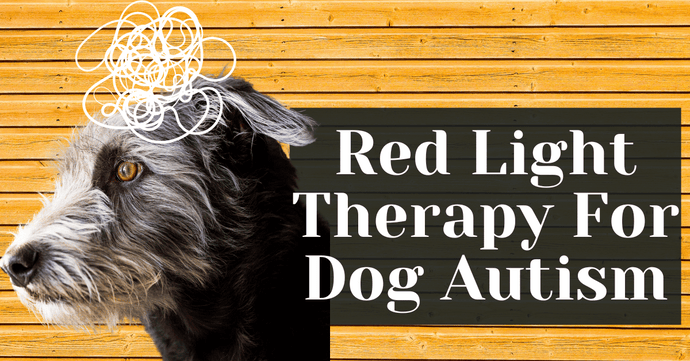 Red Light Therapy For Dog Autism