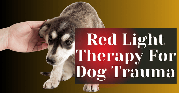 Red Light Therapy For Dog Trauma