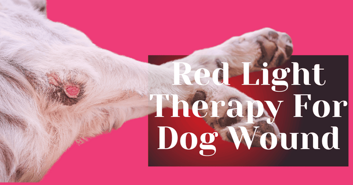 Red Light Therapy For Dog Wound