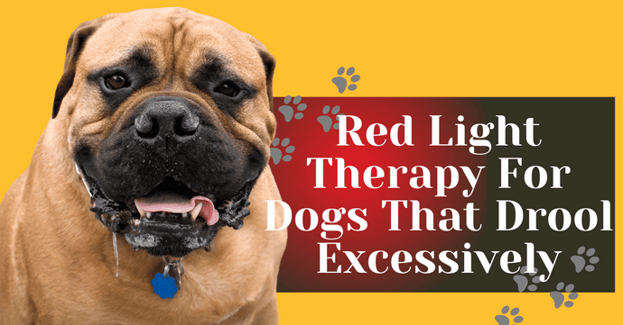 Red Light Therapy For Dogs That Drool Excessively
