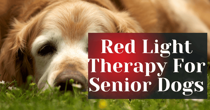 Red Light Therapy For Senior Dogs