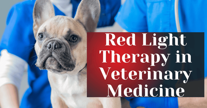 Red Light Therapy in Veterinary Medicine