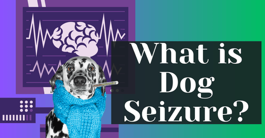 What is Dog Seizure