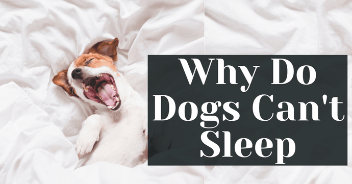 Why Do Dogs Can't Sleep